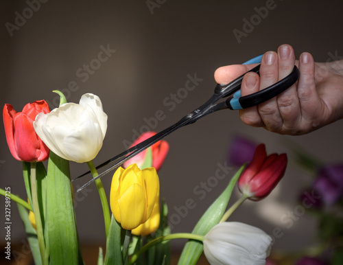 Foto Bouquet of red-yellow-white tulips on a black background
