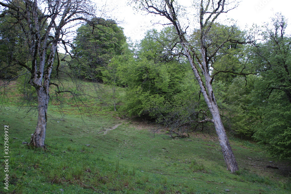 Fototapeta premium landscape in the mountains