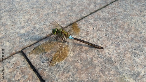 Big dragonfly on the stone near Jining in China