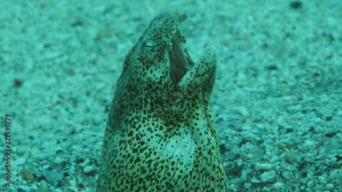 Snake Eel on a sandy bottom in the surf zone during a storm. Portrait of Marbled Snake Eel (Callechelys marmorata) stuck her head out of the sand photo