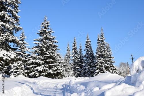 snow covered trees © tanzelya888