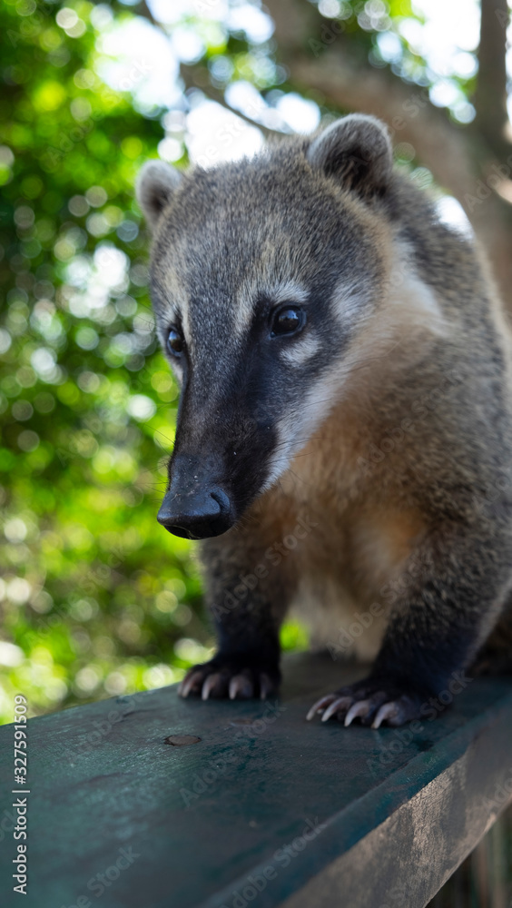 Naklejka premium coaties playing in the park