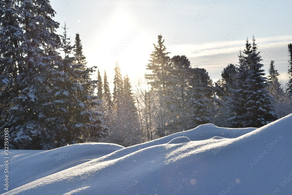 Fototapeta premium winter landscape with trees and snow