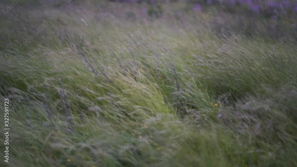 Tall grass sways. Windy day. High grass waving. Strong wind near the ocean in daytime. Time before the storm. The beauty of nature, resting and relaxing concepts. Tall grass sways. Windy day. High grass waving. Strong wind near the ocean in daytime. Time before the storm. The beauty of nature, resting and relaxing concepts.