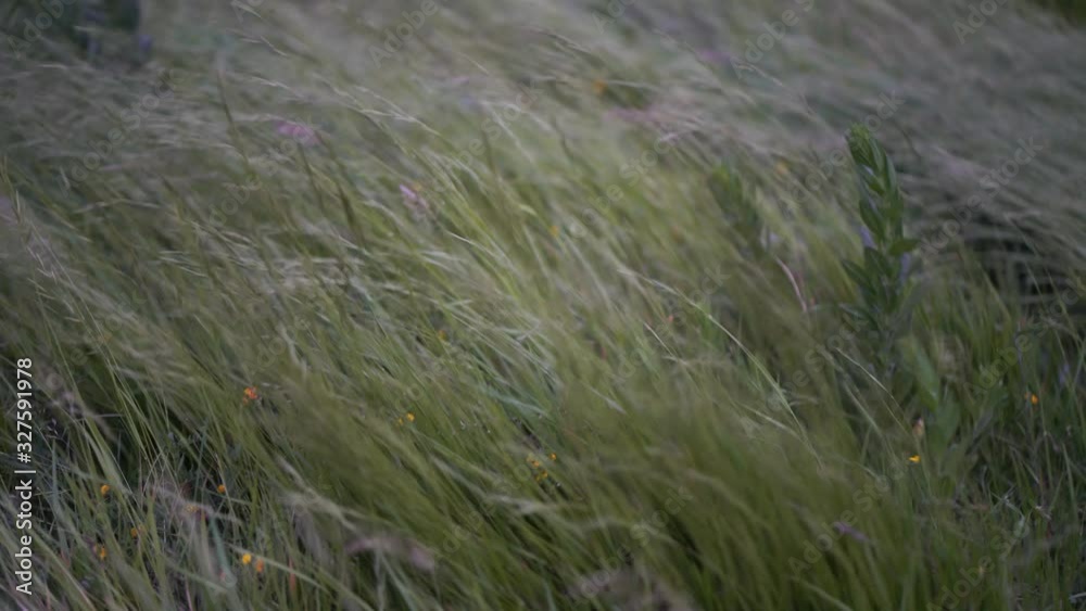 Tall grass sways. Windy day. High grass waving. Strong wind near the ocean in daytime. Time before the storm. The beauty of nature, resting and relaxing concepts. Tall grass sways. Windy day. High grass waving. Strong wind near the ocean in daytime. Time before the storm. The beauty of nature, resting and relaxing concepts.