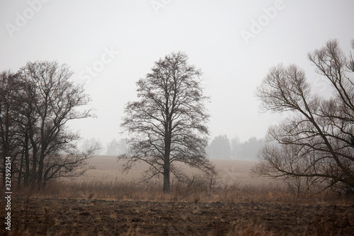 Landscape with trees in the field and light fog in February