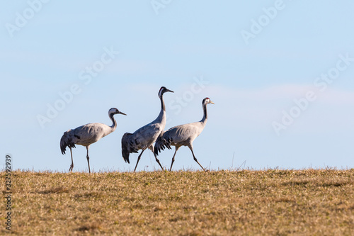 Three cranes walking on the field