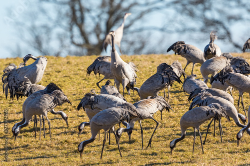 Flock of cranes that pick food of the field