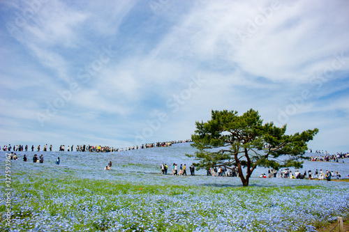 青空とネモフィラ畑の一本松