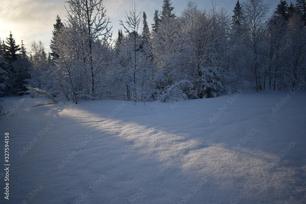 winter landscape with trees and snow