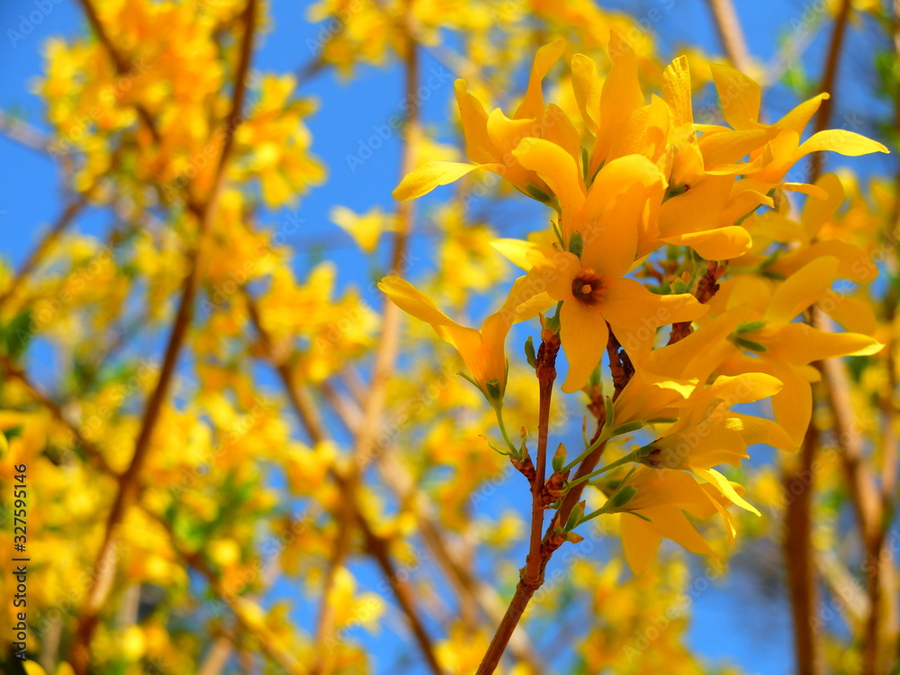 Bright Yellow Forsythia Bright Yellow Forsythia