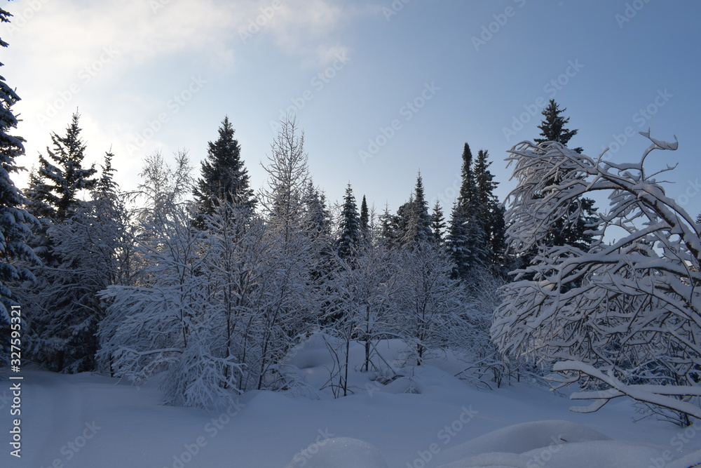 Fototapeta premium snow- covered trees, fir trees in the snow