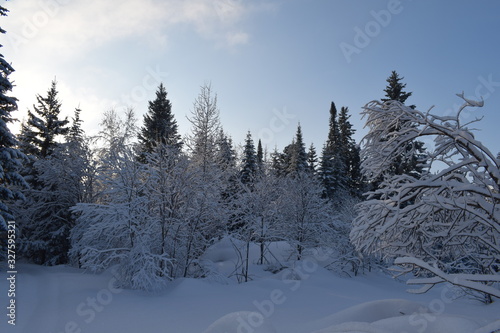 snow- covered trees, fir trees in the snow