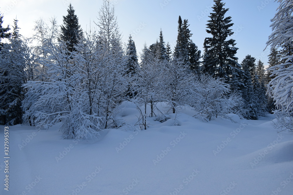 Obraz premium trees in winter