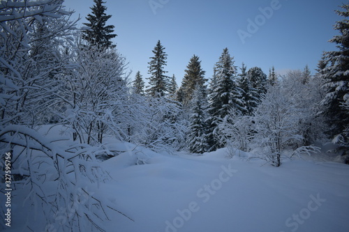 forest in winter