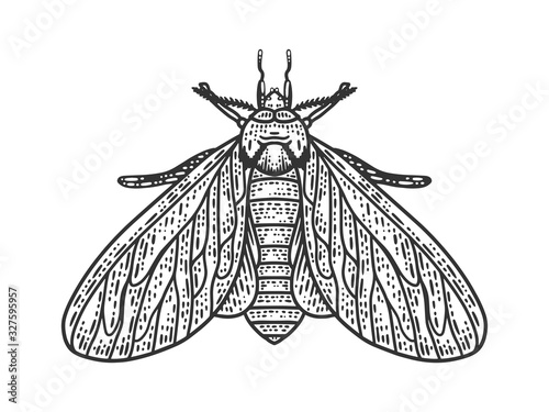 clothing moth sketch engraving vector illustration. T-shirt apparel print design. Scratch board imitation. Black and white hand drawn image.