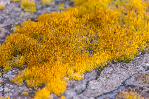 Detail of moss on a stone wall in Quedlinburg, Germany