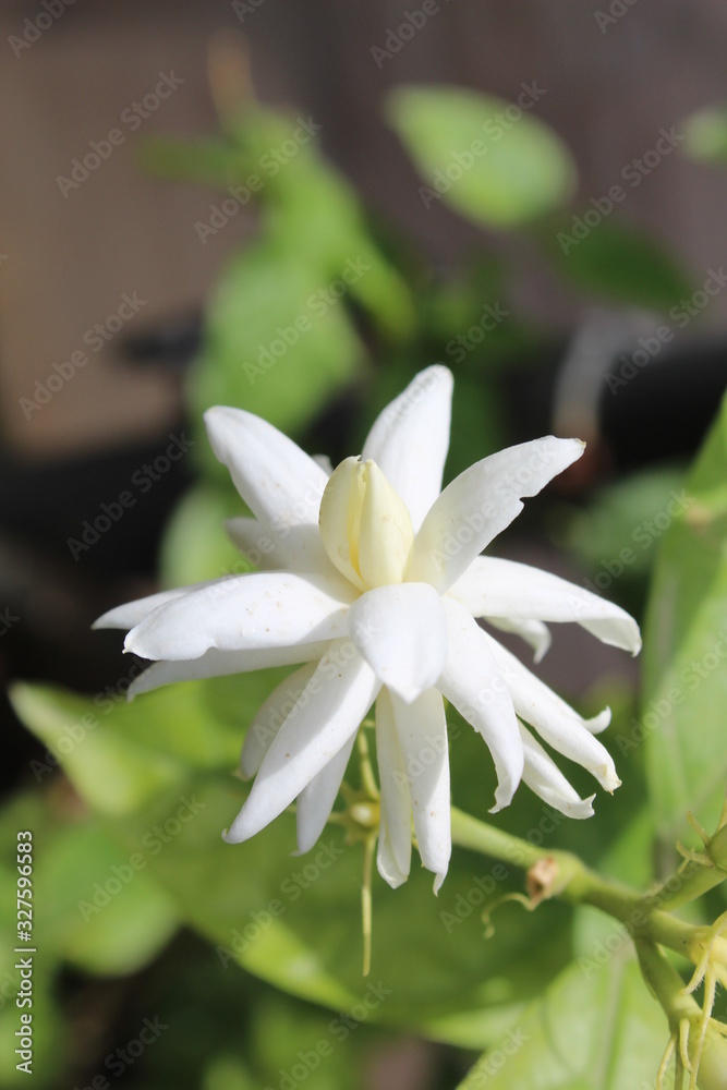 Jasmin flower with selective focus in the garden clicked by Himanshu Gupta with dimensions 3456X5184 Jasmin flower with selective focus in the garden clicked by Himanshu Gupta with dimensions 3456X5184