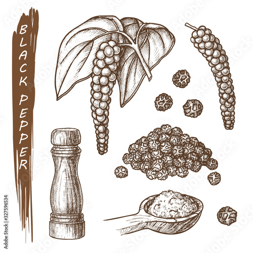 Set of black pepper spice, peppercorns sketch