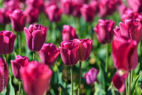 Closeup of pink tulips flowers with green leaves in the park outdoor. © Nana_studio