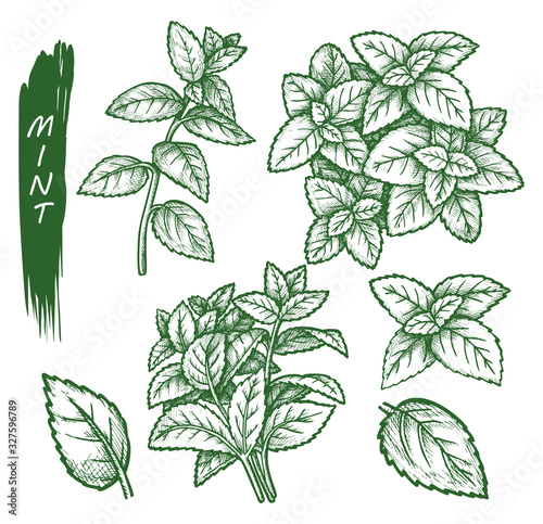 Mint spice set, peppermint, spearmint sketch herbs