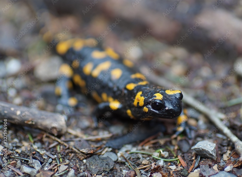Feuersalamander im Fokus Feuersalamander im Fokus