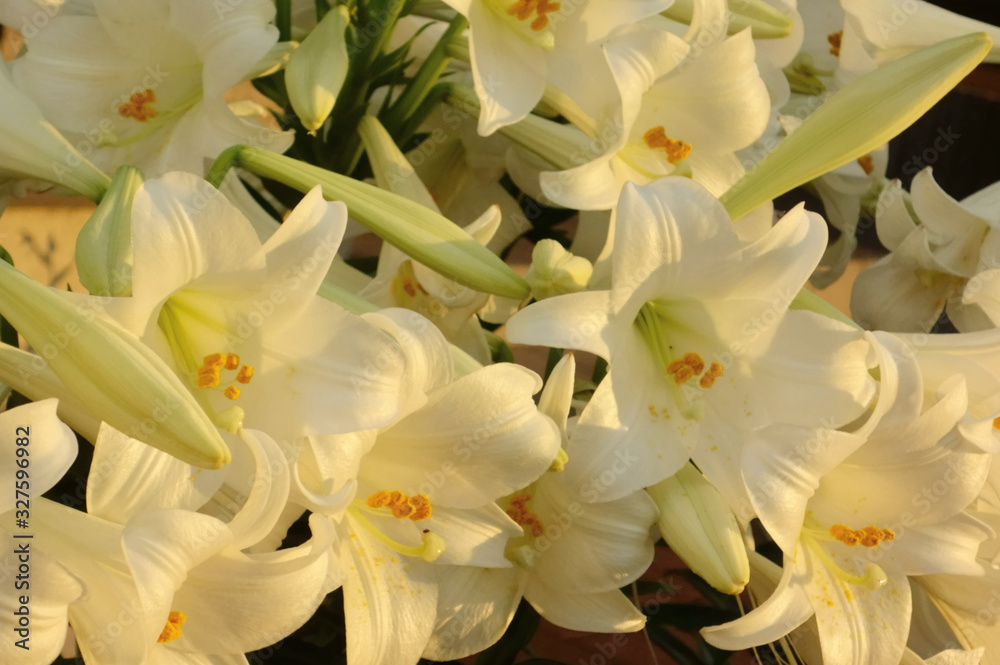 Obraz premium 豪華で、艶やかで華やかな水仙の開花した花々