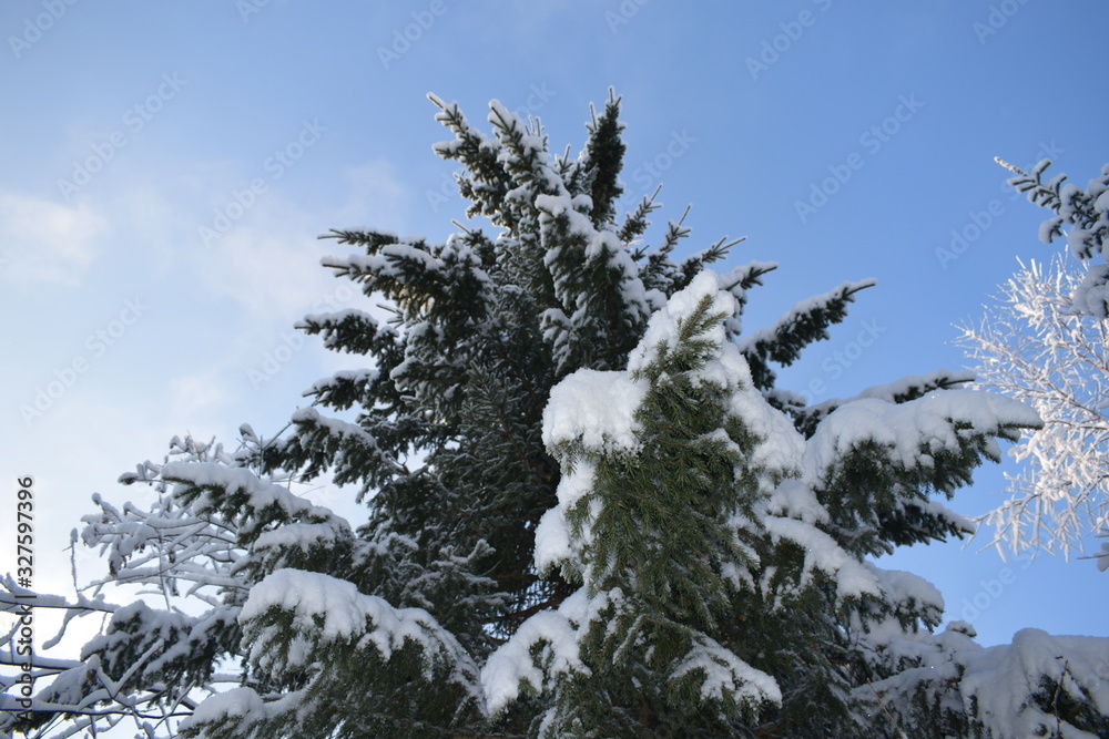 snow- covered trees, fir trees in the snow