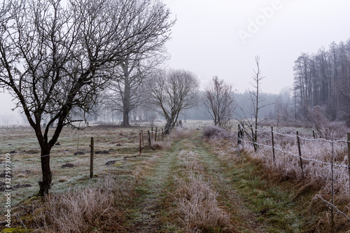 Fototapeta Naklejka Na Ścianę i Meble -  Krajobraz wiejski Podlasia. Podlaskie wierzby .Łagodna zima na Podlasiu. Dolina Narwi, Polska