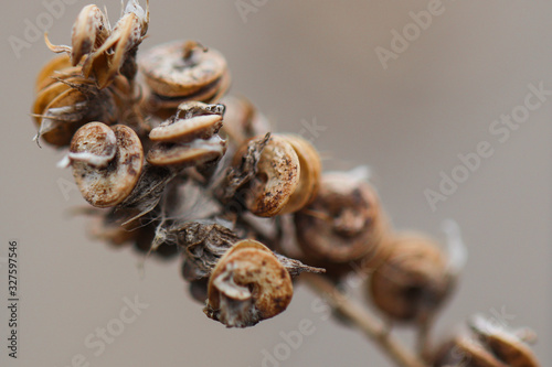 Winter Creek Plant In Colorado, Dry Brown Macro Plant By Creekbed River, Fall Prairie Plant, Meadow Plant Brown photo