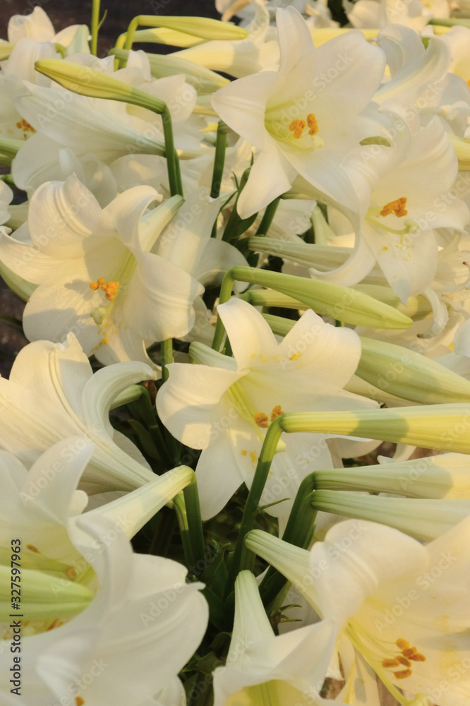 Obraz premium 豪華で、艶やかで華やかな水仙の開花した花々