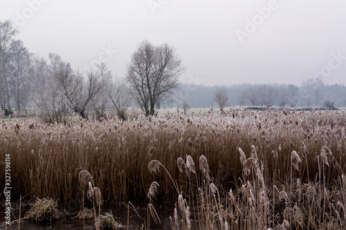 Fototapeta Naklejka Na Ścianę i Meble -  Krajobraz wiejski Podlasia. Podlaskie wierzby .Łagodna zima na Podlasiu. Dolina Narwi, Polska