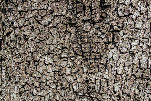 Textures and background, bark of a tree