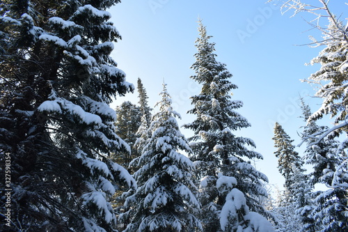 snow covered trees