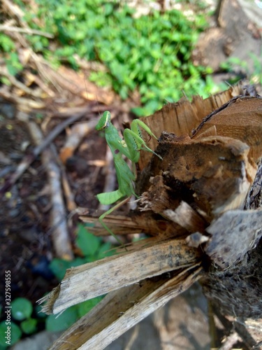 Green grasshopper  Caelifera  in the nature background