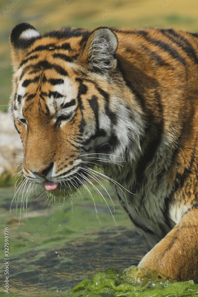 Naklejka premium Tiger (Panthera tigris) am Wasser und trinkt