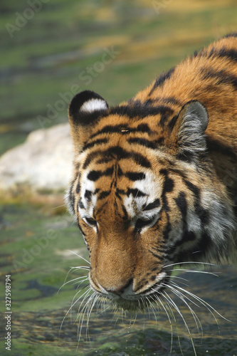 Fototapeta Naklejka Na Ścianę i Meble -  Tiger (Panthera tigris) am Wasser und trinkt