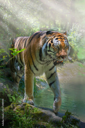 Tiger (Panthera tigris) Raubkatze geht durch das Wasser