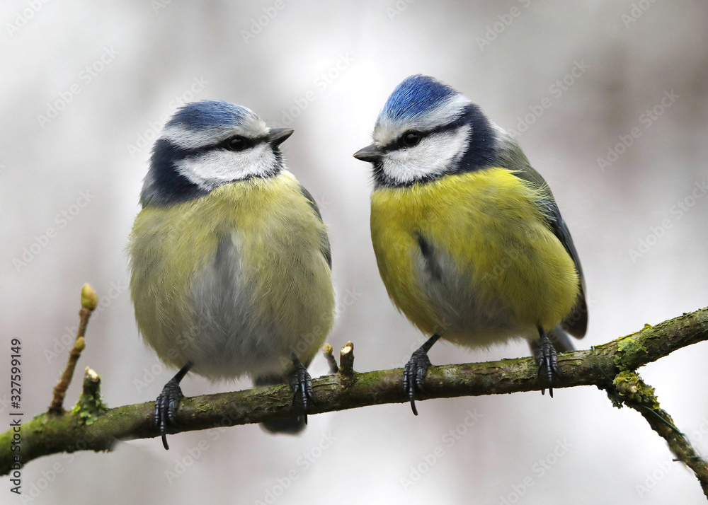 Obraz premium Blaumeise (Cyanistes caeruleus) zwei Meisen sitzen auf Ast