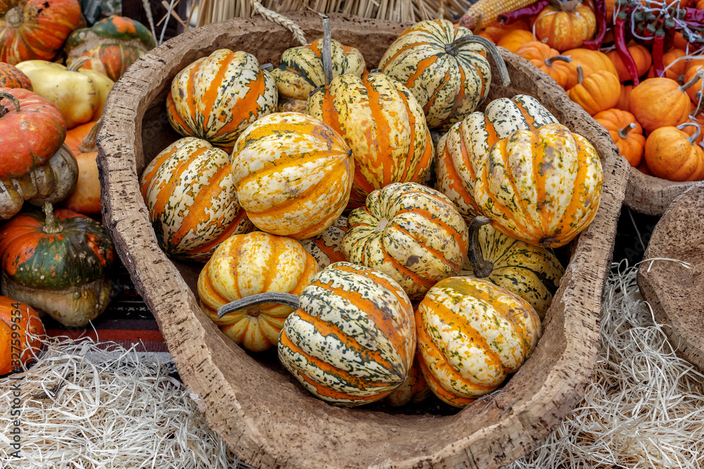 Beautiful and different varieties of squashes and pumpkins on rustic cork basket. Autumn rustic scene. Selective focus. Closeup.