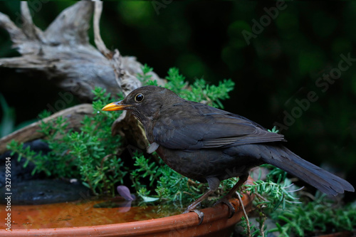  Amsel (Turdus merula) oder Schwarzdrossel sitzt am Wasserbecken im Garten  photo