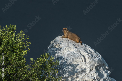 groundhog baibak is resting at the hole. Marmota bobak is resting at the hole photo