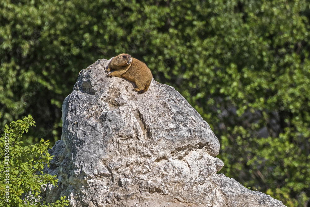 groundhog baibak is resting at the hole. Marmota bobak is resting at the hole groundhog baibak is resting at the hole. Marmota bobak is resting at the hole