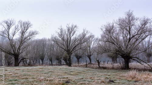 Fototapeta Naklejka Na Ścianę i Meble -  Krajobraz wiejski Podlasia. Podlaskie wierzby .Łagodna zima na Podlasiu. Dolina Narwi, Polska