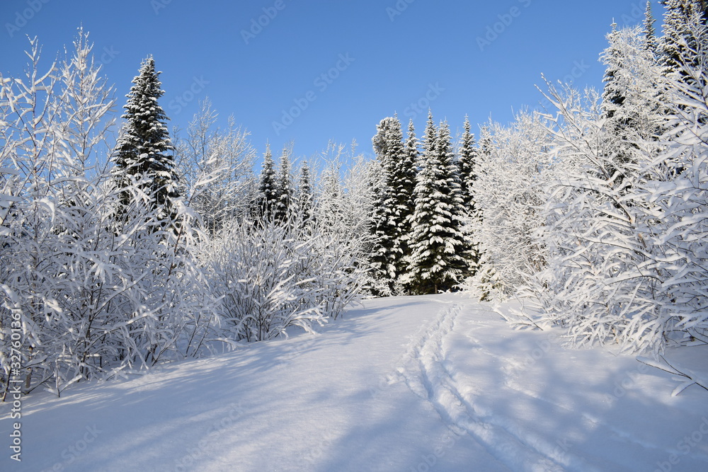trees in snow