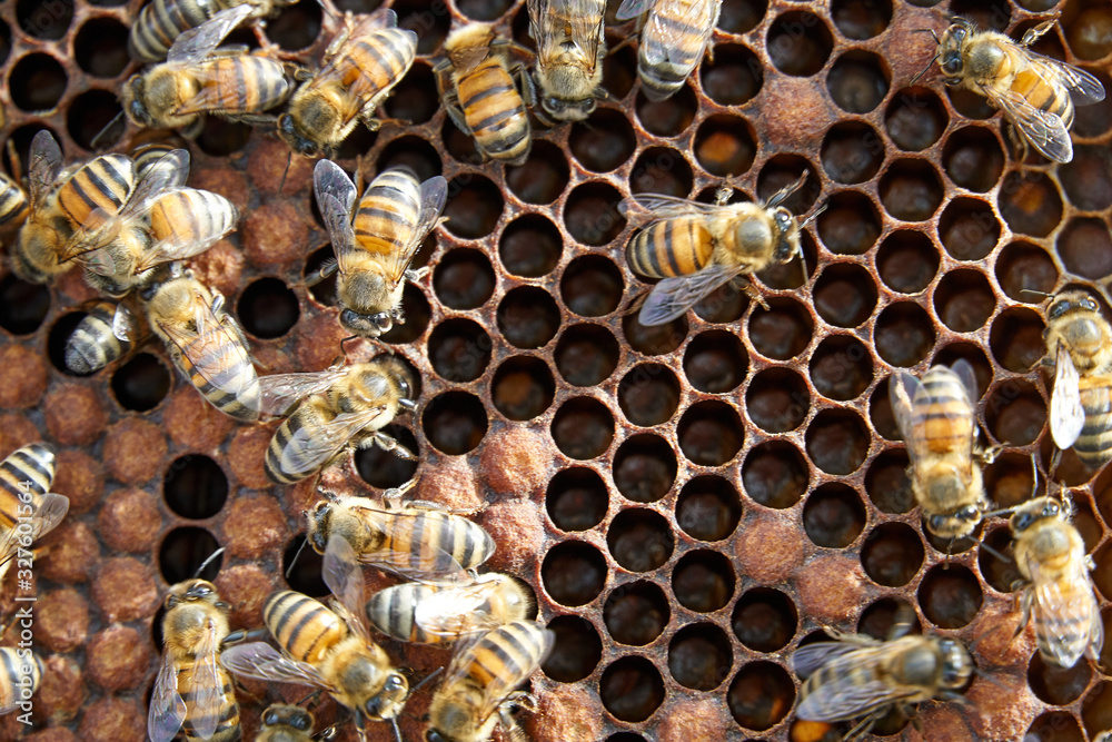 Panal de abeja Panal de abeja