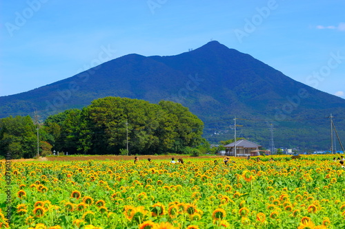 筑波山と八重のひまわり