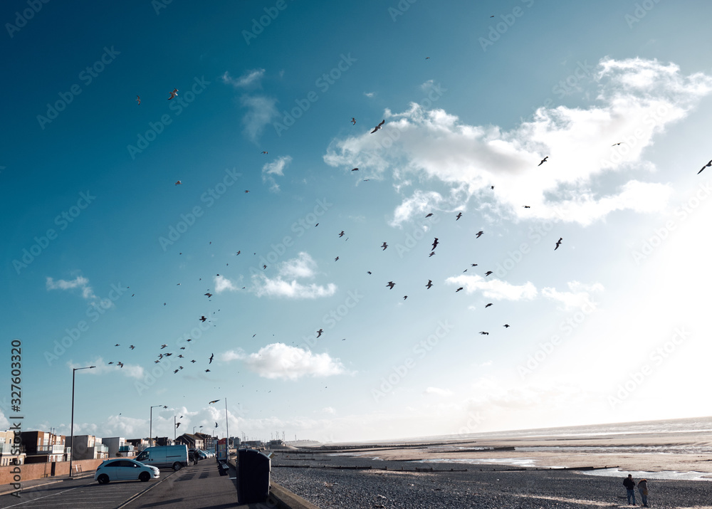 A flock of wild young seagull sea gulls taking off mid-flight, using their wings to fly high in windy conditions, Sea gulls looking for food at the seaside docks and harbour.
