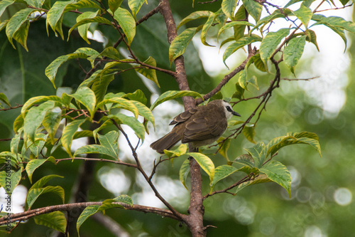 A small bird in the forest, Botanic Garden, Singapore