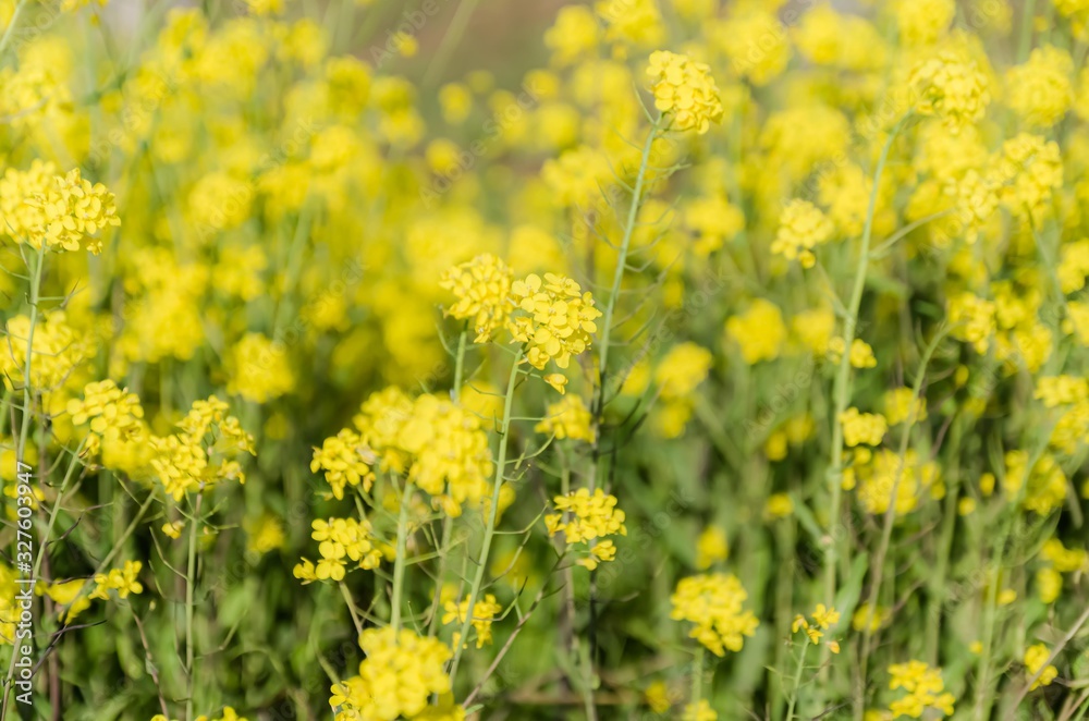 Obraz premium 一面の菜の花畑